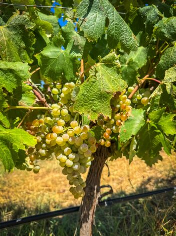 Vermentino viinamarjakobar – kohaliku Sardiinia Gallura piirkonna staarveini allikas