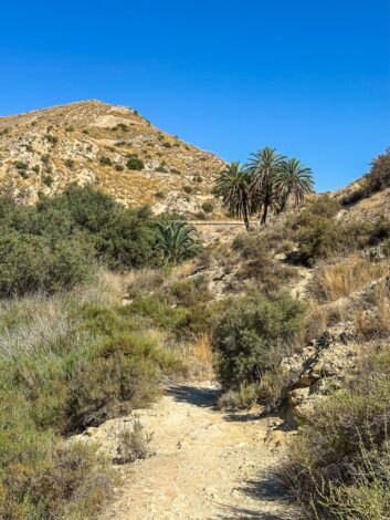 Matk Elche tammile - Embassament d’Elx